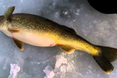 Ice Fishing Door County Walleyes, Big 10 Pound Walleyes, Sturgeon ...