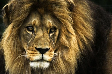 Download Lion Wallpapers Mobile