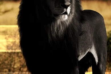 iPhone 6 Lion Wallpapers HD, Desktop Backgrounds 750x1334