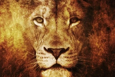 Lion iPhone Wallpapers 2146   HD Wallpapers Site