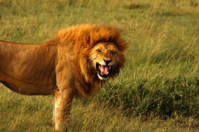 Roar Desktop HD Wallpaper, Roar Images, New Wallpapers