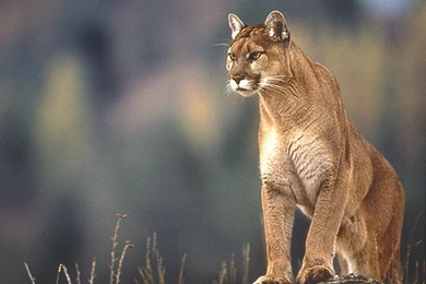 Apple mountain lion background wallpaper.jpg