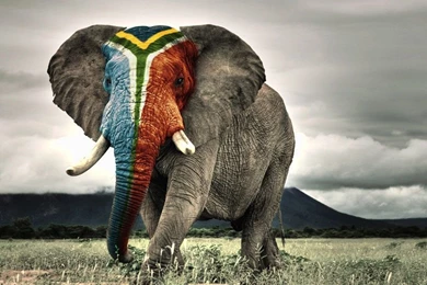 Africa iPad Wallpapers