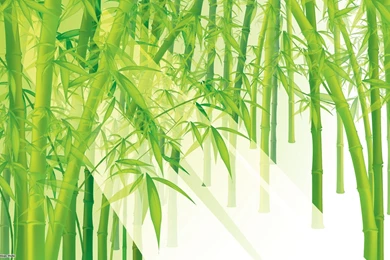 Gallery For   Bamboo Plants Wallpapers Design