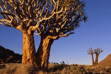 Canyon In South Africa Wallpapers And Images   Wallpapers ...