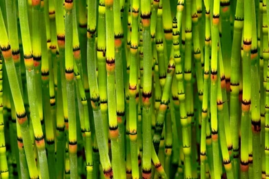 HD Bamboo Wallpapers HD, Desktop Backgrounds 2048x1152