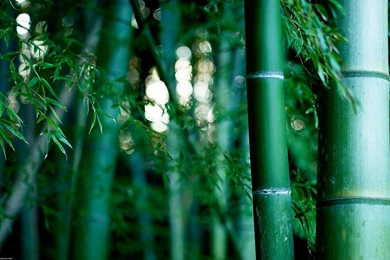 30 bamboo forest wallpaper 11.jpg