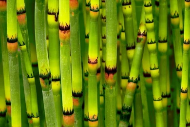 Dual Wide Bamboo Wallpapers HD, Desktop Backgrounds 3840x1200