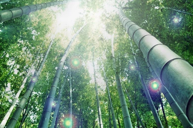 Bamboo Desktop Wallpapers