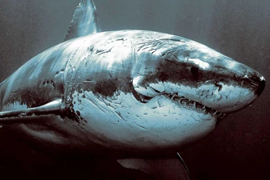 iPad Retina Wallpapers HD   Retina Ready, Stunning Wallpapers