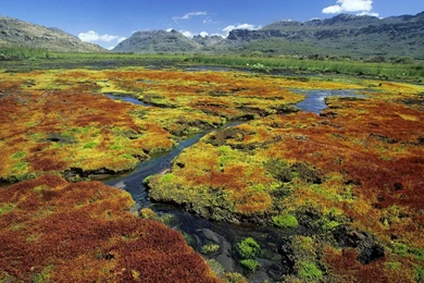 Colorful Mosses, Cedarberg Wilderness Area, Northern Cape, South ...