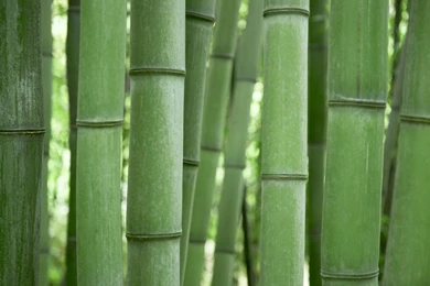 Bamboo Wallpapers 2560x1600