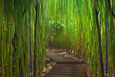 Bamboo Forest 1280x800 Wallpapers, 1280x800 Wallpapers & Pictures ...