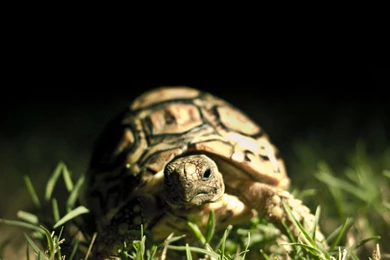 iPad Retina HD Wallpapers Turtle   iPad Help For IPad, iPad Air ...
