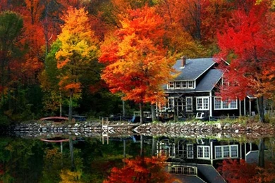 Autumn Tree Desktop Wallpaper, Autumn Tree Backgrounds, New Wallpapers