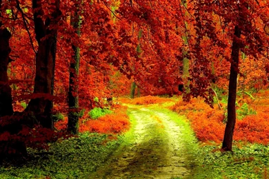 Autumn Forest Path Wallpapers