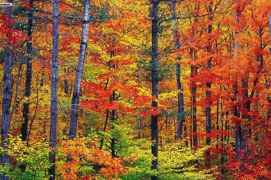 Gallery For   Free Wallpapers Seasons Fall