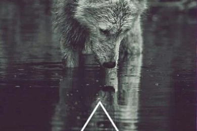 Tumblr Wolf Hipster Vintage Indie Galaxy Animal Wallpapers Nature ...
