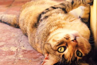 Fat Cat Wallpapers And Images   Wallpapers, Pictures, Photos