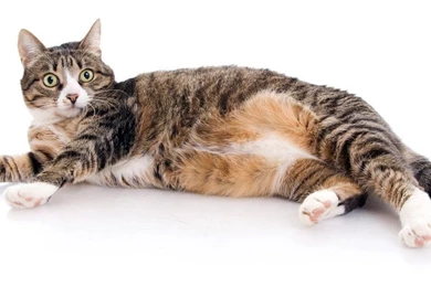 Download Fat Cat Is Surprised Wallpapers For Sony Ericsson Xperia X10