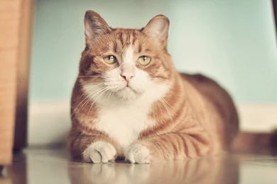Fat Cats   Photo Wallpapers, Fat Cats Pictures