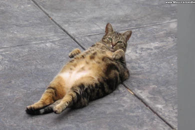 Funny Fat Cat Pictures Wallpapers HD Wide