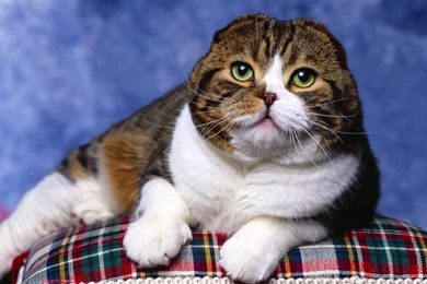Funny Fat Cat Pictures   Wallpapers HD Wide