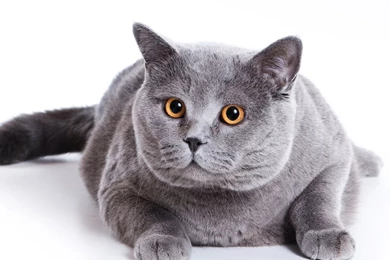 Gray Fat Cat Wallpapers