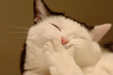 FAT CAT WALLPAPER   (