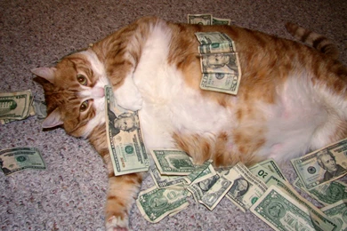 Rollin' In Dough   Cats Wallpapers