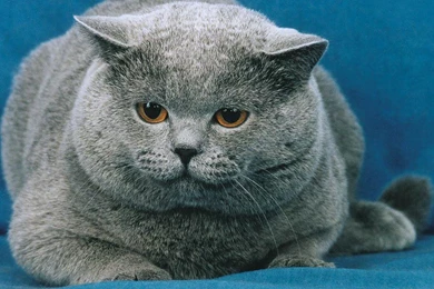 Free Download Fat Cat Wallpaper, HQ Backgrounds