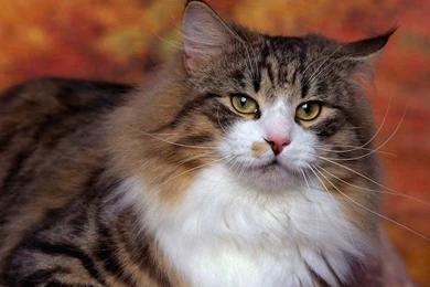 My Big Fat Cat Photo Wallpapers   Cats Wallpapers