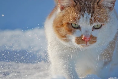 Download Wallpapers 2560x1440 Cat, Face, Snow, Spotty, Fat Mac iMac ...