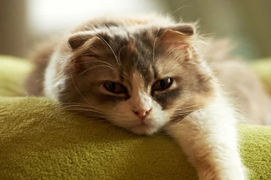 Lazy Fat Cat Lumia 1020 Wallpapers (768x1280)