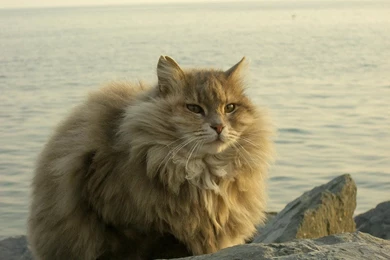 Download Wallpapers 1600x1200 Cat, Fat, Fluffy, Sit, River ...