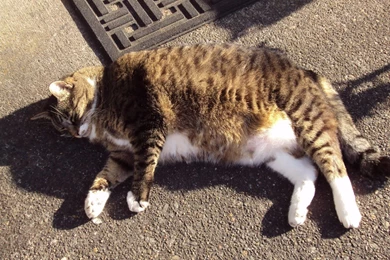 Fat Cat In The Shadows Wallpapers And Images   Wallpapers ...