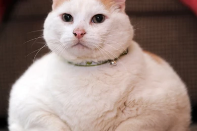 The Term Fat Cat Refers To A Wealthy Person Who Contributes To A ...