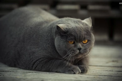 Gray Fat Cat With Yellow Eyes Wallpapers   Animal Wallpapers