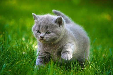 Cats Grey Kittens Fluffy Fat Grass Animals Cat Kitten Baby Cute ...