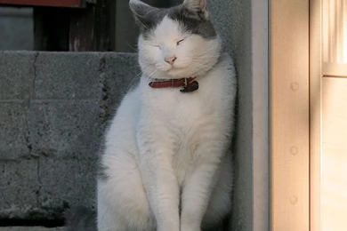 White Fat Cat   Flikie Wallpapers