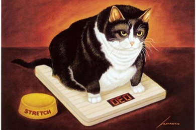 Fat Cat Wallpapers   (