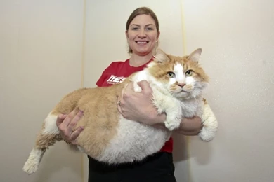 Fat Cat