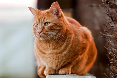 Redhead Fat Cat Wallpapers And Images   Wallpapers, Pictures, Photos