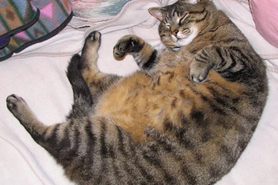 Fat Cat By Bunniegurl531 On DeviantArt