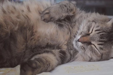 Download Wallpapers 2560x1024 Cat, Fat, Fluffy, Sleep, Coat Dual ...