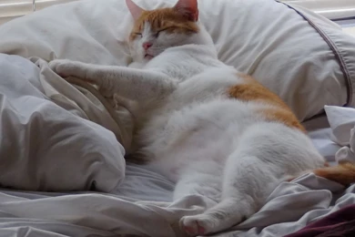 Sleep Fat Cat Wallpapers And Images   Wallpapers, Pictures, Photos