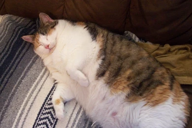 Snuggles, My VERY Fat Cat By Starwarsdiva13 On DeviantArt