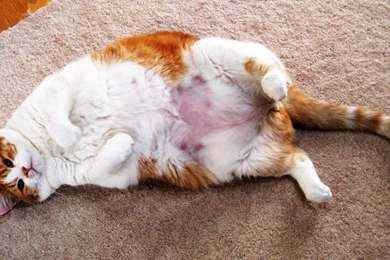 FAT Cat Gets SKINNY And Hot!   YouTube