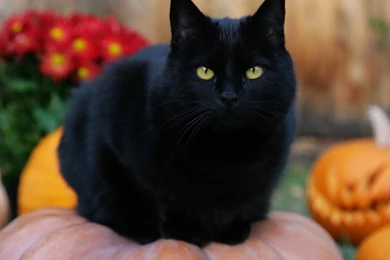 1280x960 Black Fat Cat Desktop PC And Mac Wallpapers