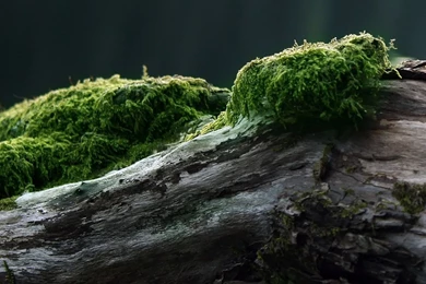 Download Dual Monitors Wallpapers 2560x1024